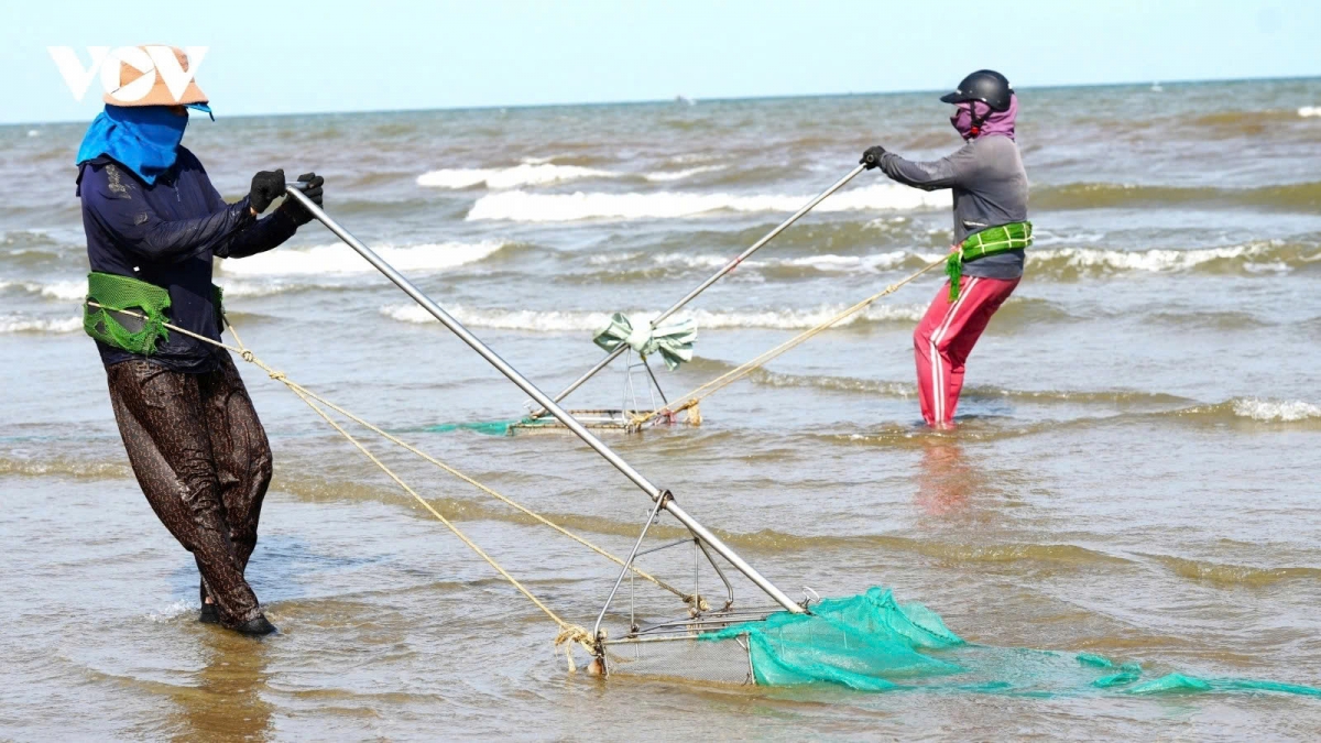 A hardworking day of mini clam diggers along Thanh Hoa beach